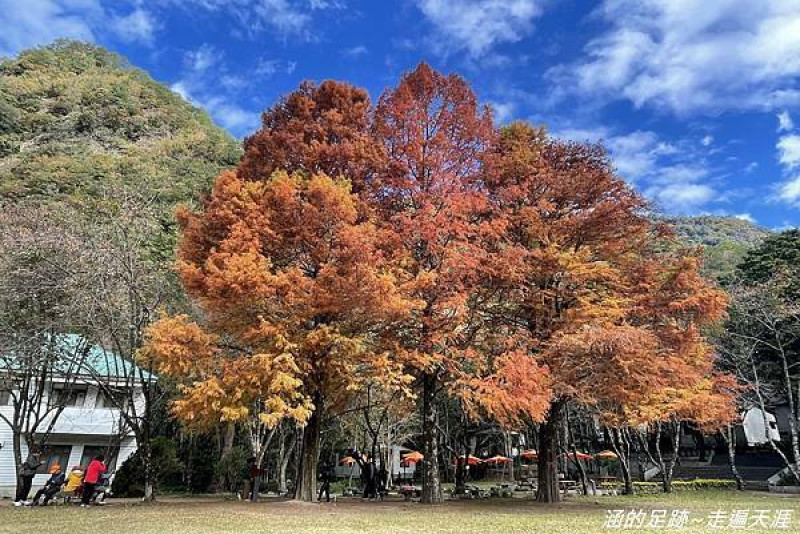 [南投景點] 奧萬大國家森林遊樂區 ~ 奧萬大賞楓趣，絕美落羽松，壯觀的奧萬大吊橋 (2021.12.14楓況)