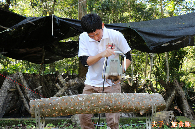 台灣好行南庄線 X 蓬萊溪護魚步道 X 八卦力種香菇