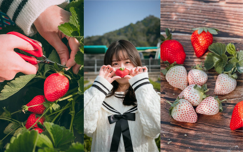 【苗栗大湖採草莓推薦】62線觀光草莓園｜預約制高CP值大顆草莓、稀有雪兔白草莓。附專屬停車場