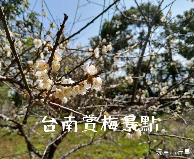 台南賞梅3處景點｜梅花步道