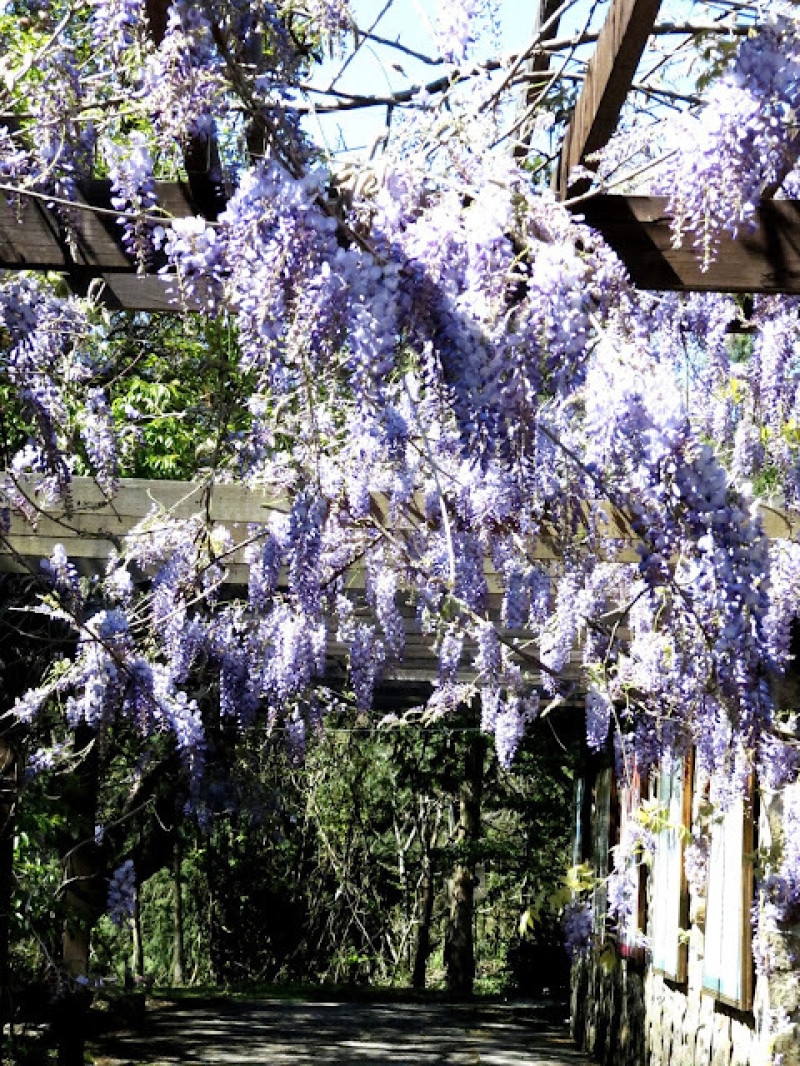 武陵農場－超夢幻高山紫藤花海✿│雪霸國家公園│
