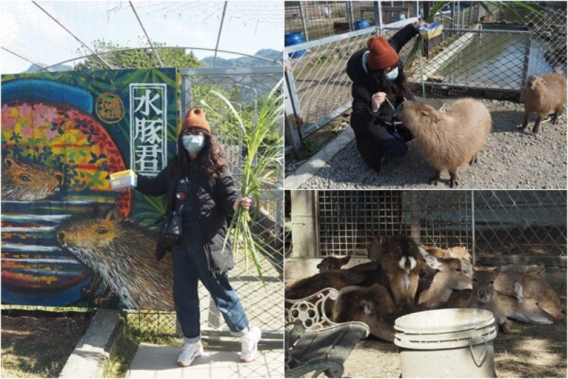 桃園大溪｜花鹿秘境-李家摸蜆農場．動物餵食體驗～萌萌的水豚君、梅花鹿、小豬、小白兔&摸蜆或釣魚蝦