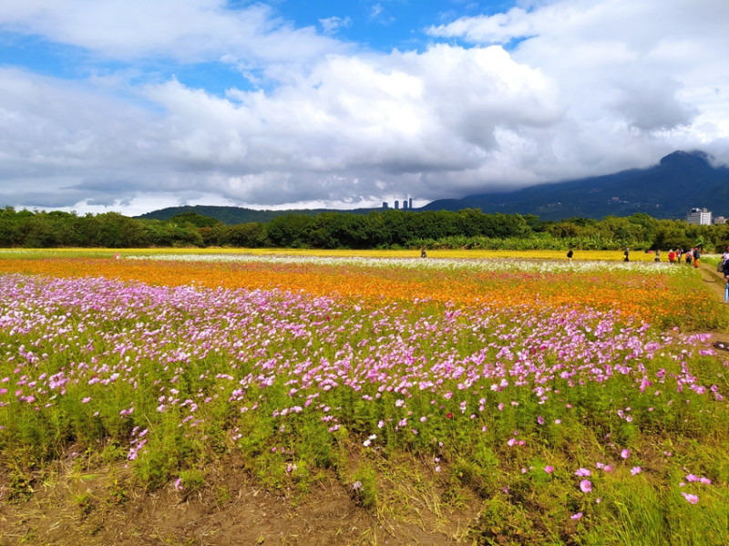 【走。遊台北 花遊季】台北市關渡波斯菊花海 (2021愛戀關渡花現幸福) 即日起到11/21(日)