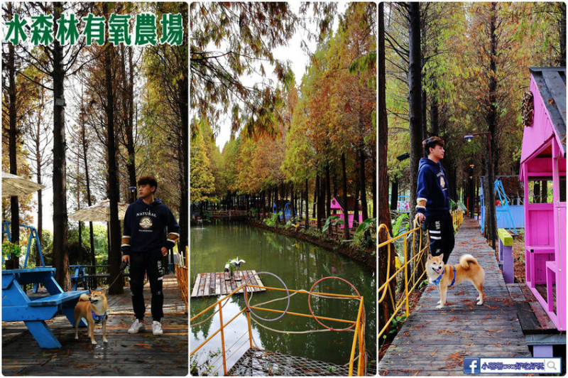 彰化落羽松秘境！450棵超美湖畔落羽松，下午茶、青草泡腳區、烤肉區、兒童遊戲區，散步、用餐好地方！