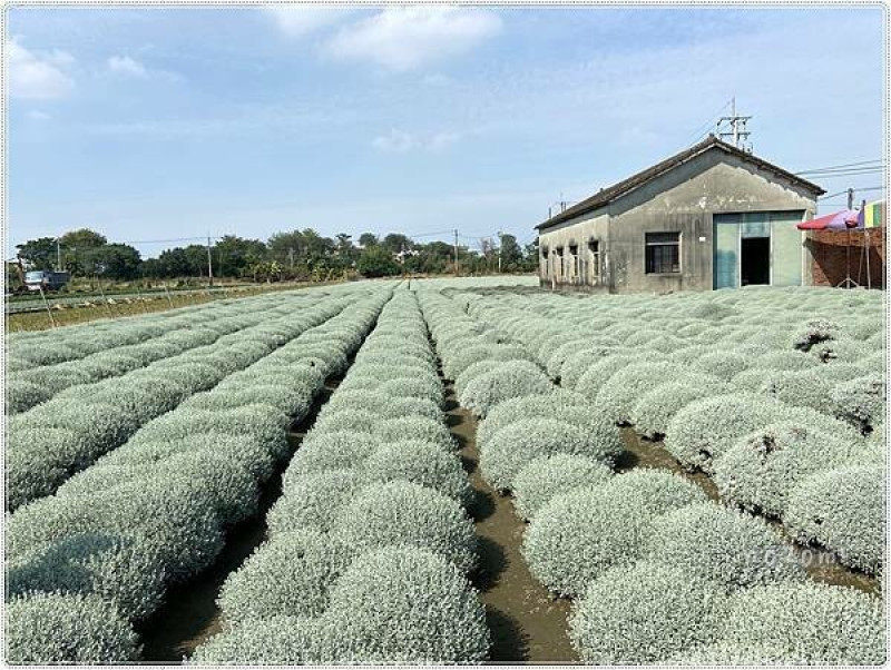 【雲林。虎尾】與夢幻雪白球球的奇遇