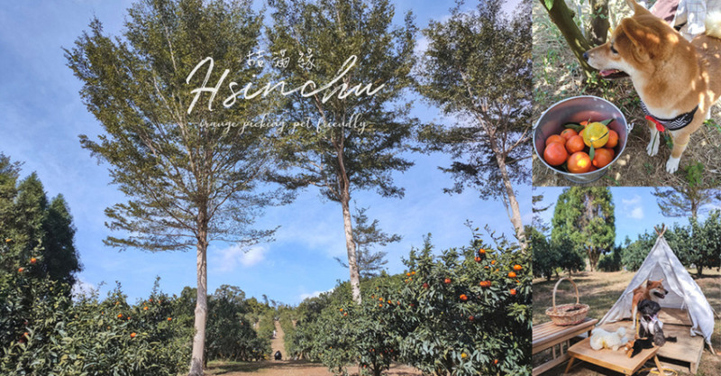 桔滿緣 台版濟州島 最美橘子園 不限時 邊採邊吃 香甜多汁