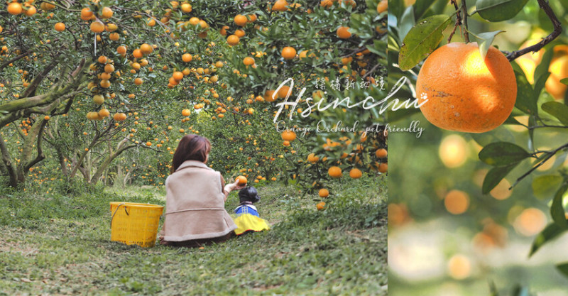 採橘新祕境 佔地一甲 夢幻橘子隧道 平地好走 ㄧ斤只要25元 超佛心