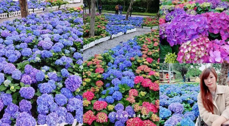 台北最新賞花 ▶ 2022大安森林公園繡球花 ▶ 搭捷運賞花 2000盆繡球花免費拍 杜鵑、繡球花齊爭豔!