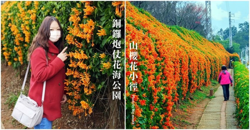 【苗栗景點】銅鑼炮仗花海公園．絕美炮仗花海瀑布+山櫻花小徑!