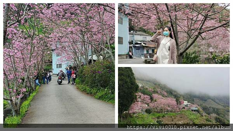 桃園.復興-拉拉山中巴陵櫻木花道2022最新花況~粉嫩嫩的昭和櫻盛開綻放中，來到拉拉山不可錯過的賞櫻步道