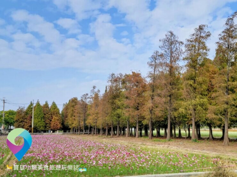 [旅遊]台南 2022六甲落羽松季 1/29正式登場 美麗花海與落羽松 邀您一起 賞美景 拍美照