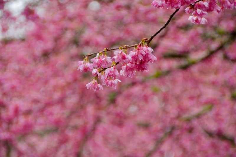  【2022武陵櫻花季】 ~ 浪漫的季節 偽出國雪霸國家公園賞櫻 粉粉櫻花紛紛飛，誰與爭鋒 !!