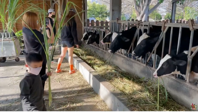 Ryan Visit A Ranch and Learns About Animals For Kids 泳霖牧場+白俄羅斯娃娃的家