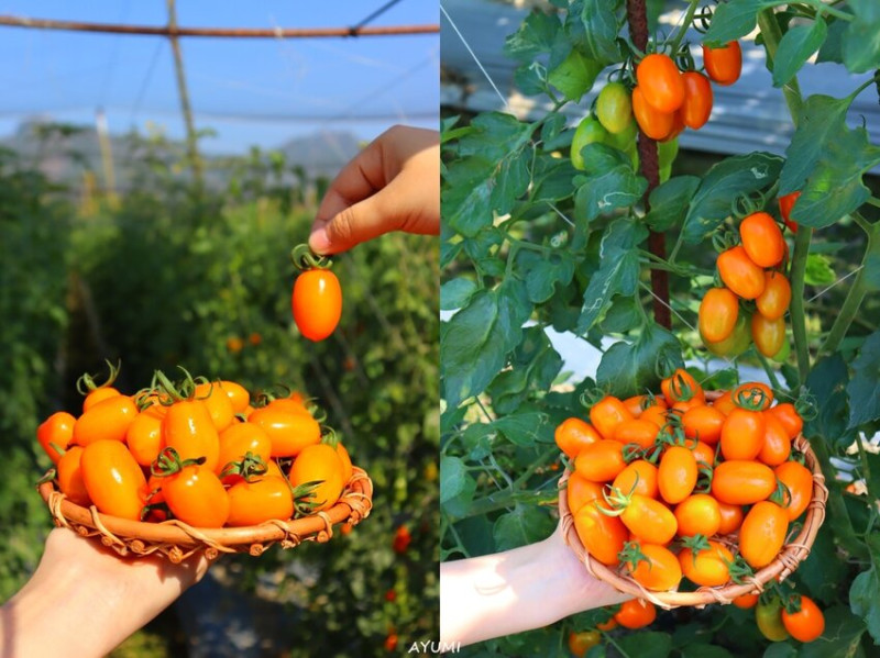 [高雄美濃旗山半日遊推薦]呂家果園採美濃橙蜜蕃茄、玉女蕃茄、美濃阿城粄條、旗山武德殿、旗山老街、魔法阿
