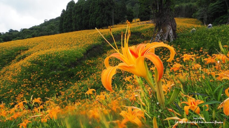 花蓮//玉里//夏日的金黃色花海~赤柯山金針花海