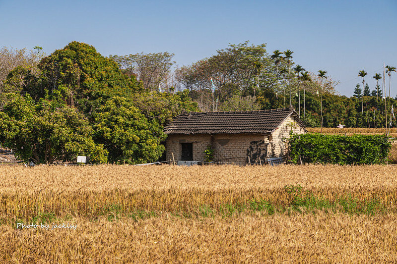 220312台中-大雅小麥