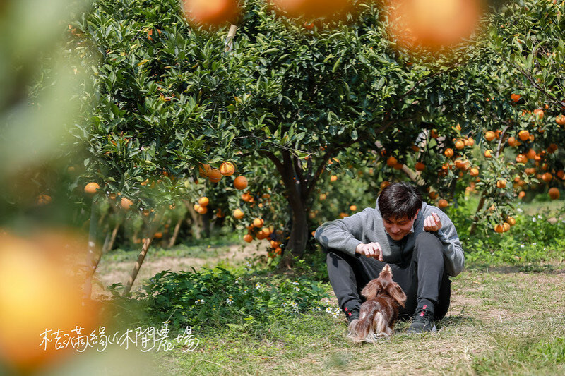 【寶山鄉/景點】超像歐洲果園、可以遛全家大小、還可以100元橘子吃到飽的 桔滿緣休閒農場 （圖多）