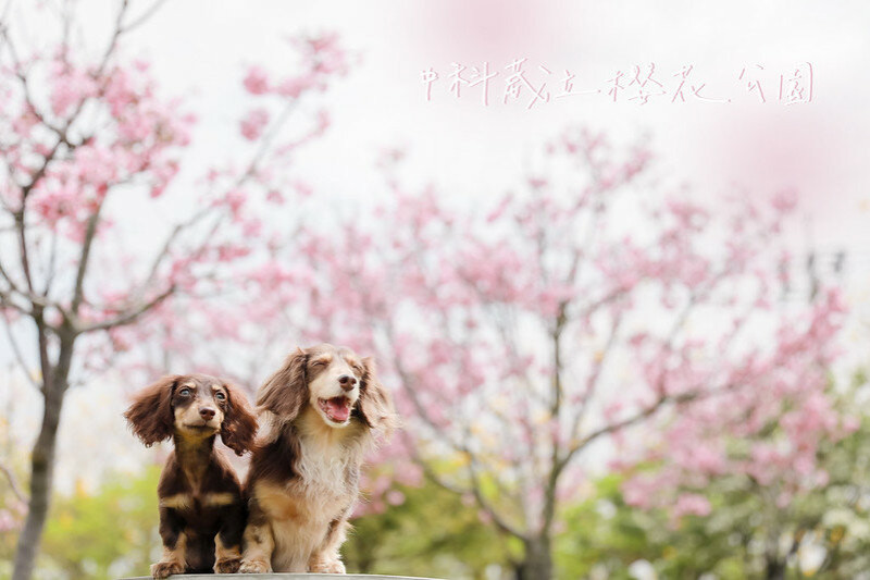 【后里區/景點】櫻花樹、黃鈴木、流蘇花，三種美景讓你一次滿足-中科崴立櫻花公園 （簡單介紹＋照片分享）