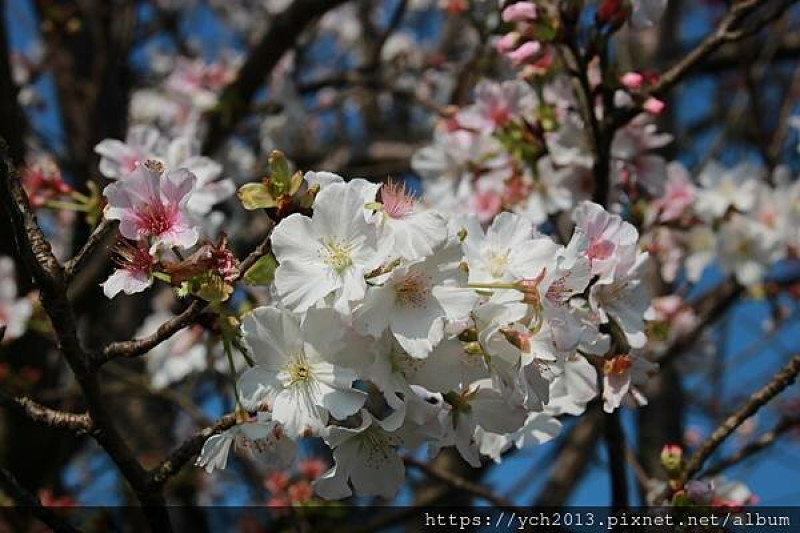 北投賞櫻／頂湖福德宮墨染櫻、風尾步道緋寒櫻