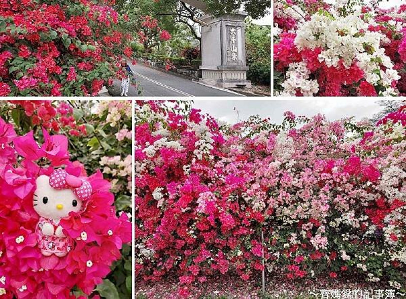 嘉義仁義潭．大千山水別墅特區 / 九重葛花牆 (義德寺旁)