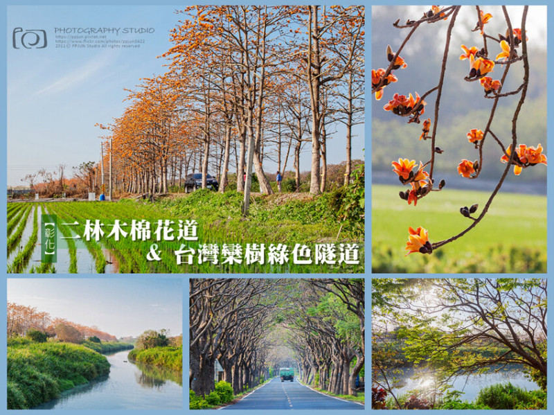 【彰化】二林木棉花道 & 台灣欒樹綠色隧道
