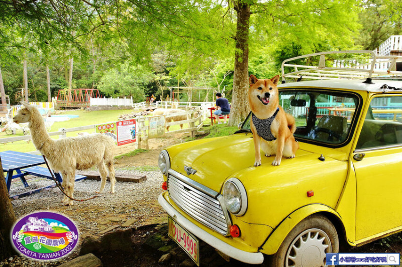 桃園大溪寵物友善景點，可愛動物、餵食草泥馬餵食，小孩放風、大人放鬆，好玩的北部親子景點！