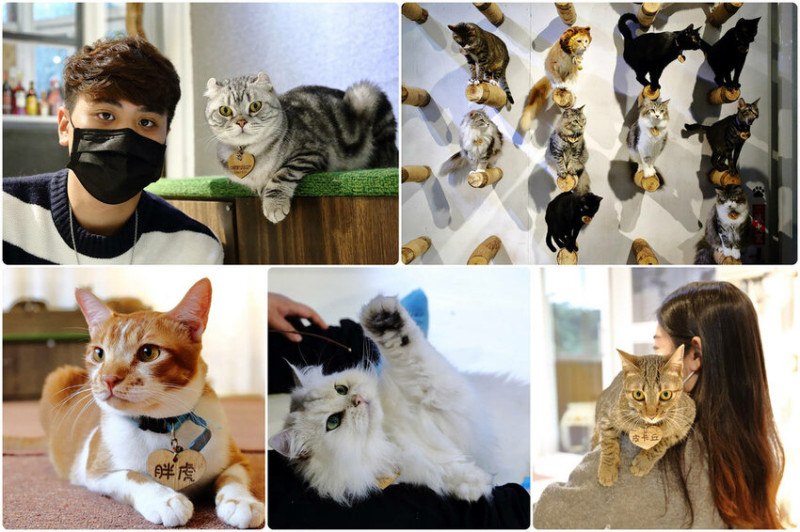 專屬貓奴的天堂！50隻喵星人討摸任你擼黏踢踢，零距離互動，沒看過這麼愛撒嬌的貓啊！