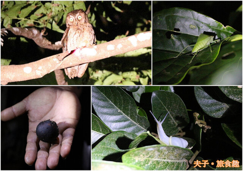 蘭嶼永興農場 番龍眼 X 蘭嶼角鴞 X 蘭嶼光澤蝸牛 X 蘭嶼大葉螽斯 夜間生態觀察