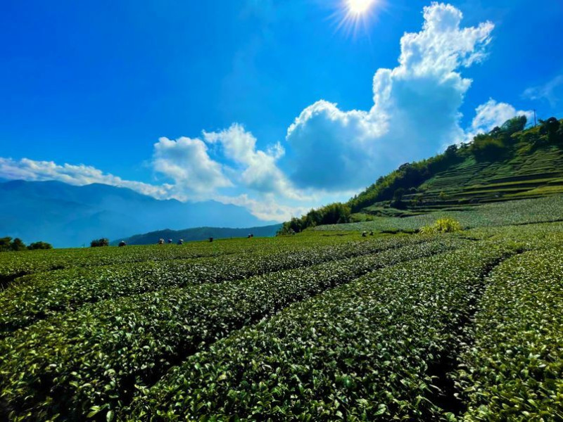 嘉義梅山景點  絕美二尖山休閒茶園及梅問屋脆梅手作知性嘉義梅山景點攻略來了！