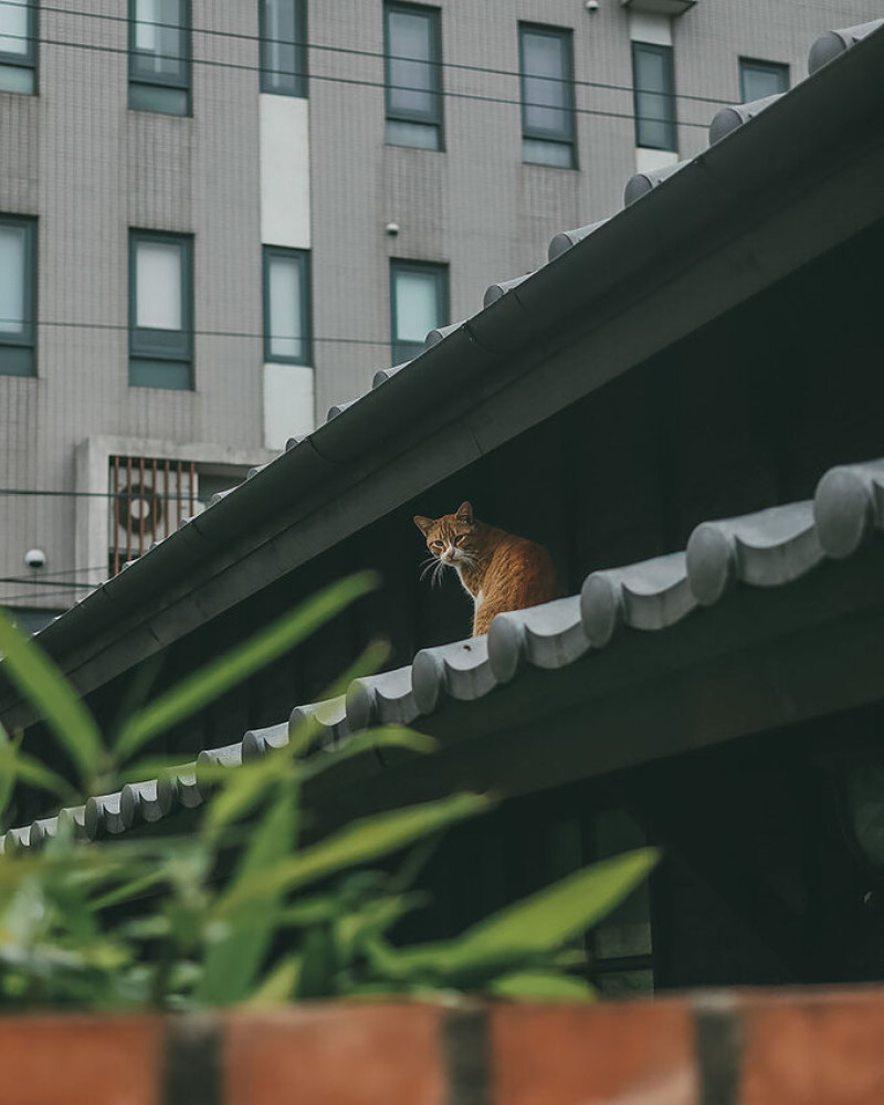 蕭如松藝術園區 | 新竹竹東的懷舊日式庭院/景觀照/和服、下午茶