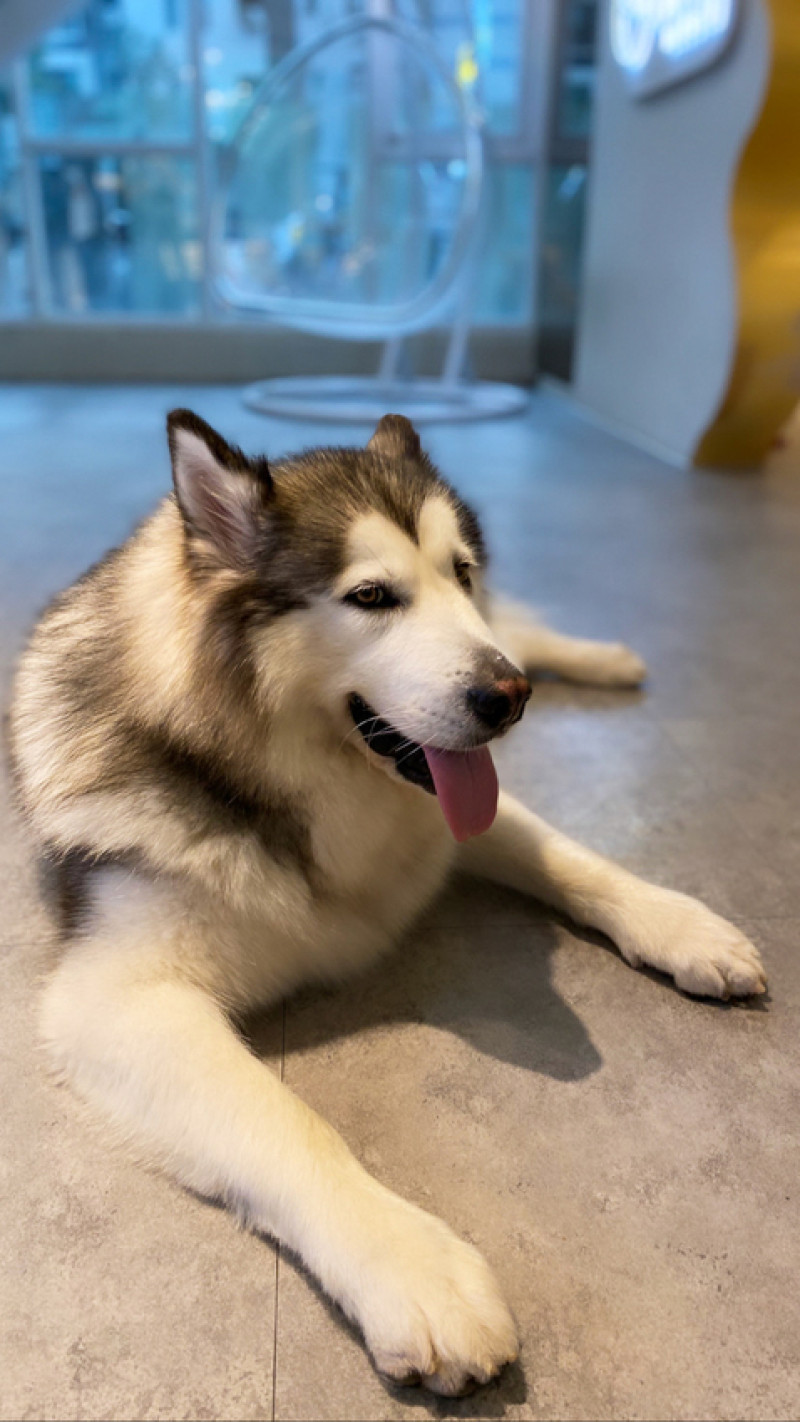 [慧♡響食]Nago Nago.台中寵物友善餐廳.史上最療癒的巨萌犬一次滿足