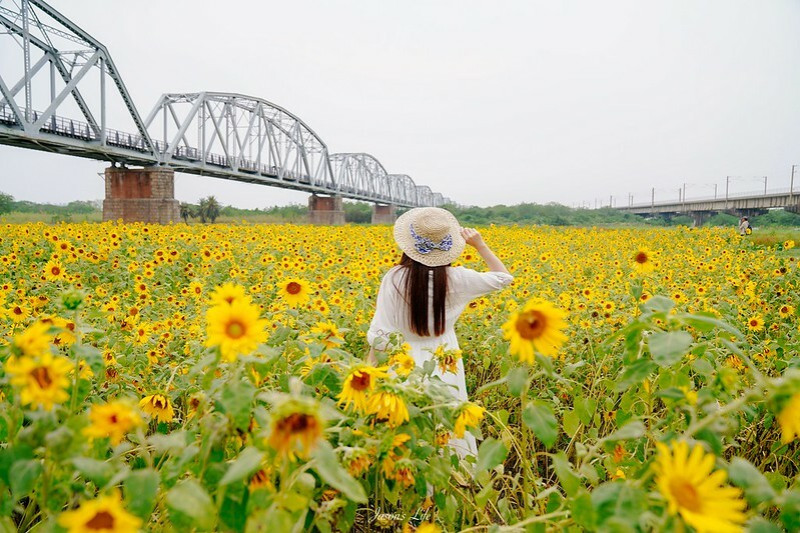 【屏東市│景點】下淡水溪鐵橋。百年舊鐵橋下的滿開向日葵海，可與新舊鐵路同時合影喔