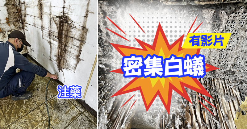 密集恐懼者慎入／全面噴打除白蟻藥劑／台南除蟲公司推薦／台南除白蟻／瑞容除蟲／倉庫紙箱成白蟻巢穴