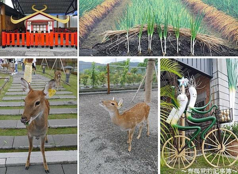 宜蘭三星．張美阿嬤農場 / 三星青蔥文化館