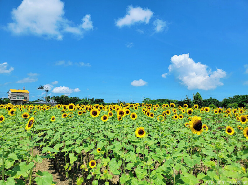【桃園市觀音區】觀音親子賞花景點「向陽農場向日葵花季」5至10月
