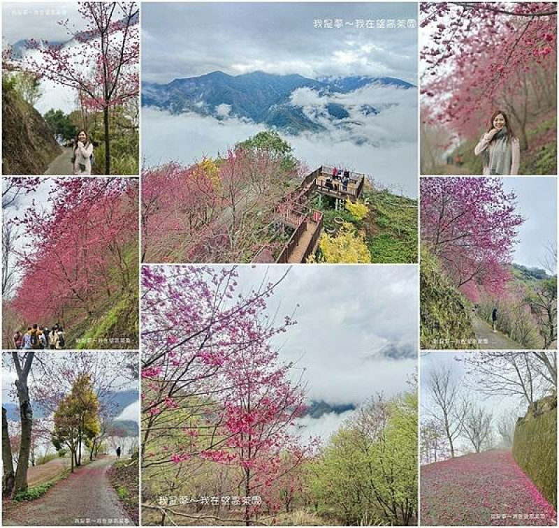 『南投。望高茶園景觀餐廳』～超夢幻櫻花林／免費景點／雲海美景