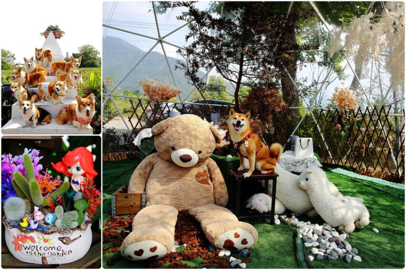 南投埔里免費景點！多肉秘境福興店，透明泡泡屋、夢幻天空階梯、多肉DIY，網美最愛打卡景點