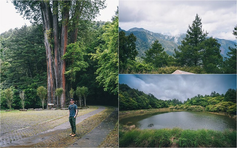 【台中大雪山一日遊】小雪山天池＆雪山神木步道，朝聖千年神木，適合全家大小親子路線，大雪山國家森林遊樂區