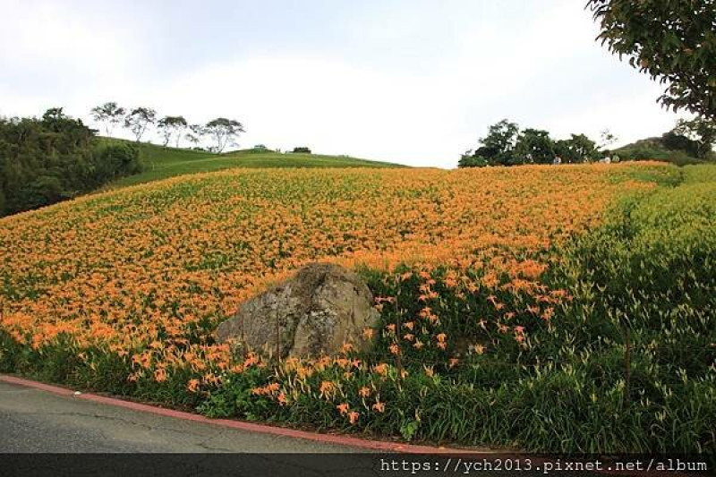 花蓮富里／六十石山金針花海