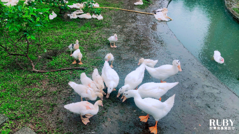 【宜蘭五結鄉景點】鴨寮故事館，近距離接觸鴨子、餵鴨鴨、充滿童趣與教育親子好去處，紅土鹹蛋DIY和鴨賞PIZZA