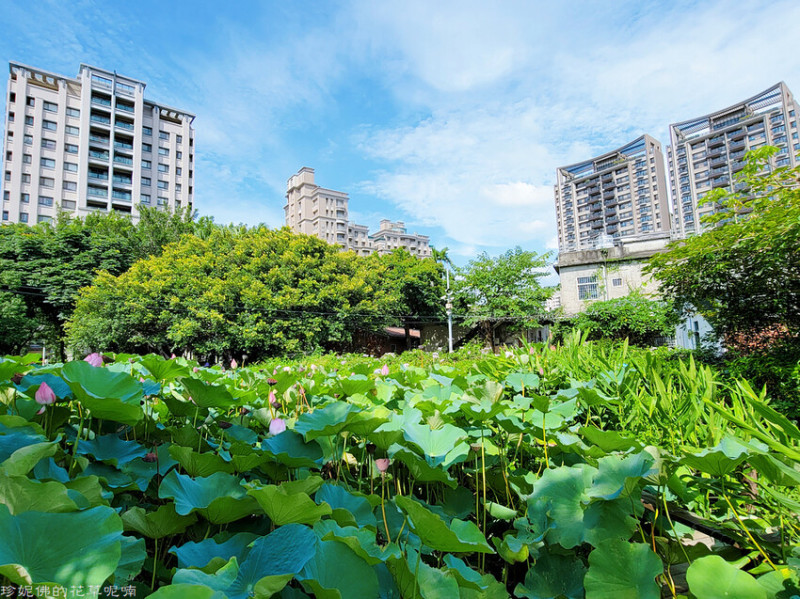 【新竹縣竹北市】2022新瓦屋客家文化保存區荷花池賞荷