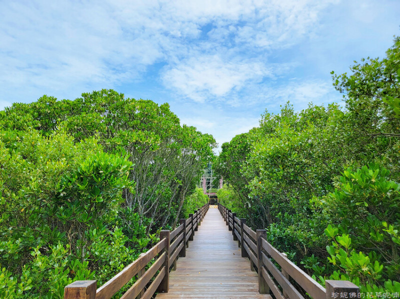 【新竹縣新豐鄉】紅毛港遊憩區（新豐紅樹林生態保護區）｜新竹親子自行車景點｜觀察濕地生態｜水筆仔與海茄苳共生｜招潮蟹