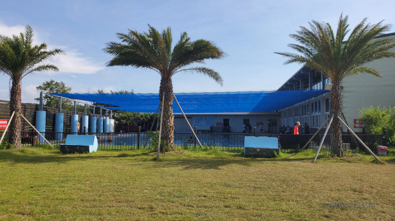 3號咖啡 No.3 Cafe 桃園寵物大草皮 寵物跑跑 南洋風 寵物游泳池