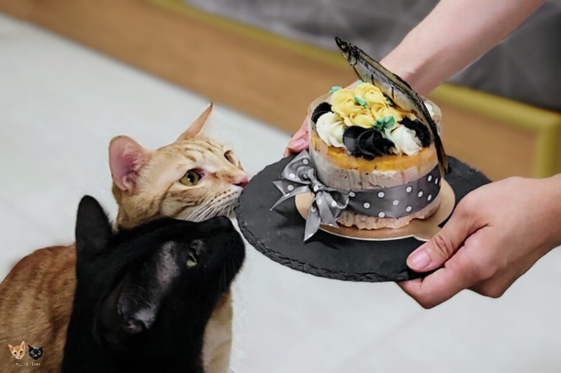 [喵の手作鮮食]Family.Mao毛家人蛋糕房。烤魚配蛋糕反差得好可愛啊!!