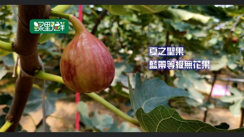 與家人團聚烤肉的時間又到了! 再來盒新鮮無花果當伴禮吧 !