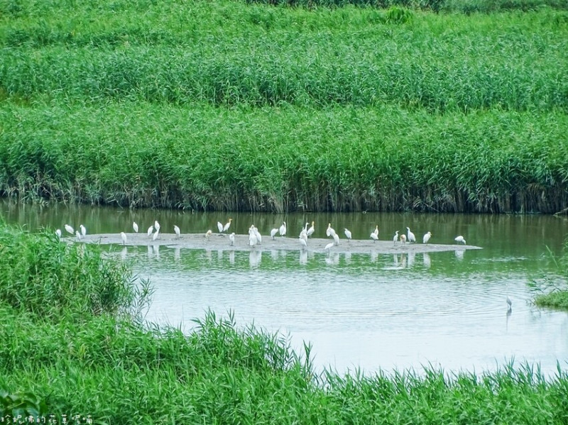 【台北市北投區】北投親子景點｜關渡自然公園｜星期六、日有現場活動可以參加