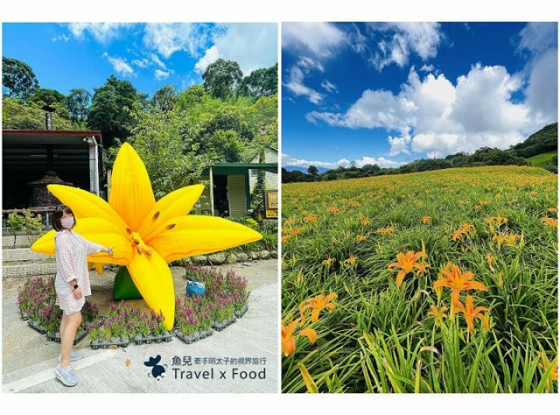 季節限定~彎沿小路赤科山｜七八月賞花去~黃澄澄花海，開花啦！ @魚兒 x 牽手明太子的「視」界旅行