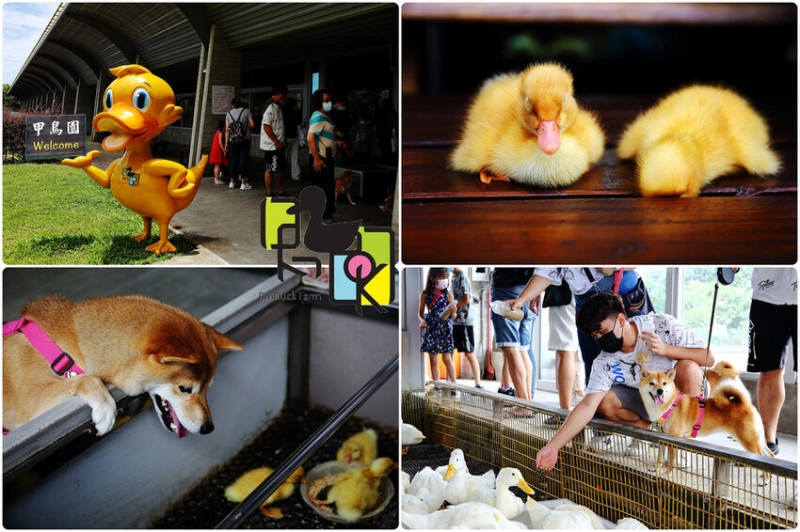與黃色小鴨近距離接觸！礁溪親子景點，複合式觀光養鴨農場，門票可全額折抵消費喲！