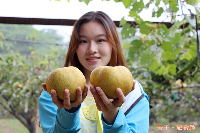 苗栗三灣 三灣梨 採果樂