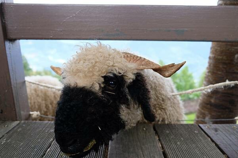 『南投』清境農場的新朋友-瓦萊黑鼻羊